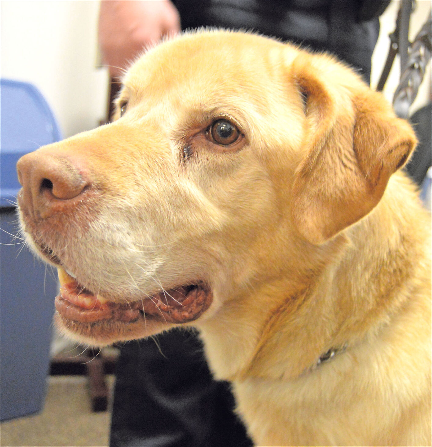 K-9 Cooper retires 01